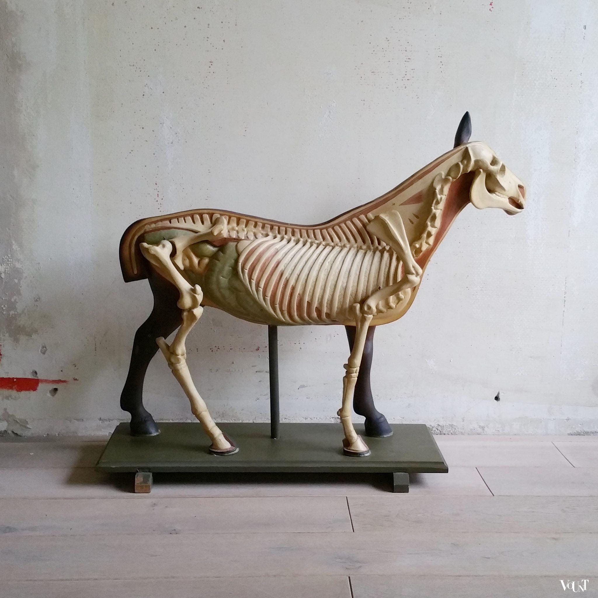 Antiek anatomisch model paard, ca. 1920