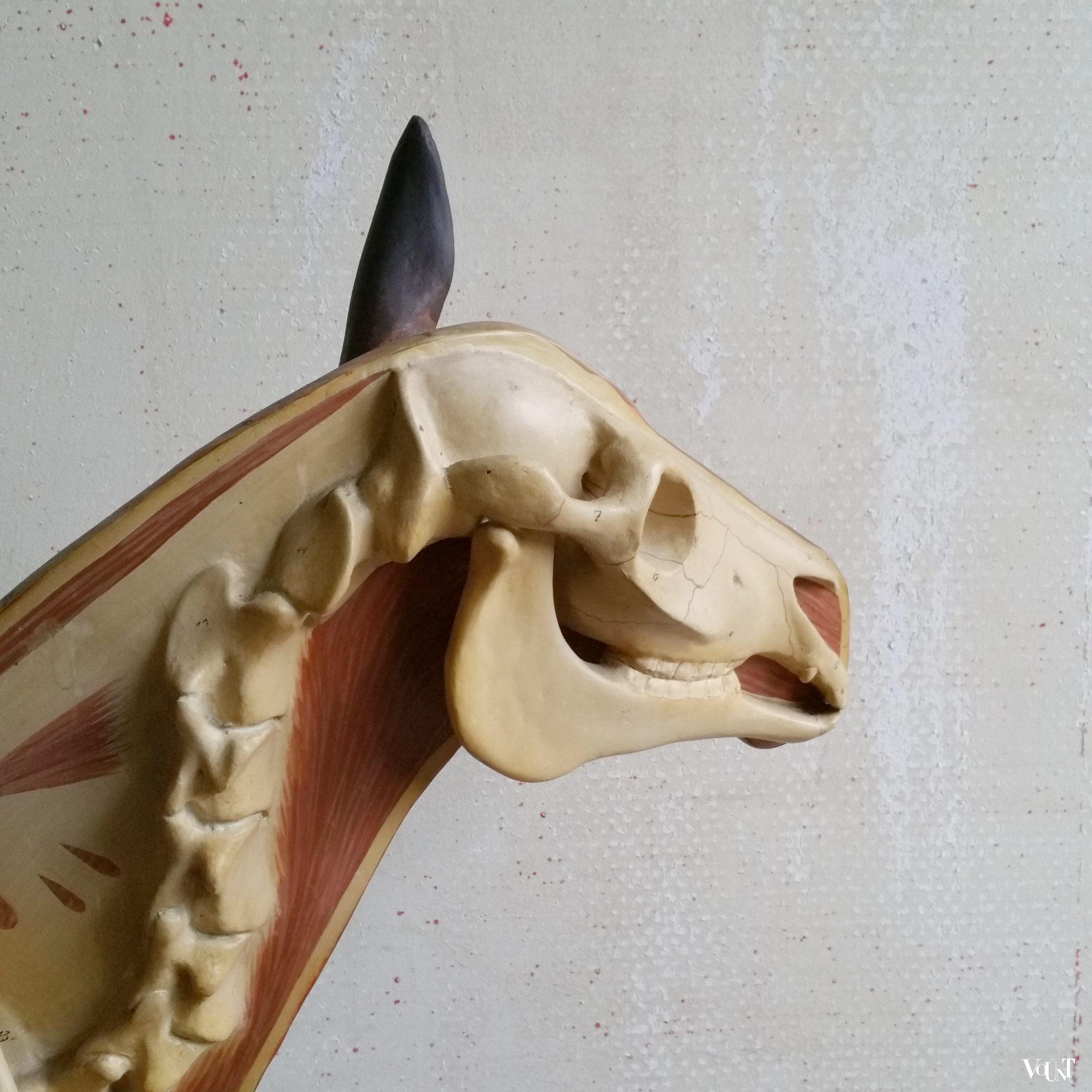 Antiek anatomisch model paard, ca. 1920