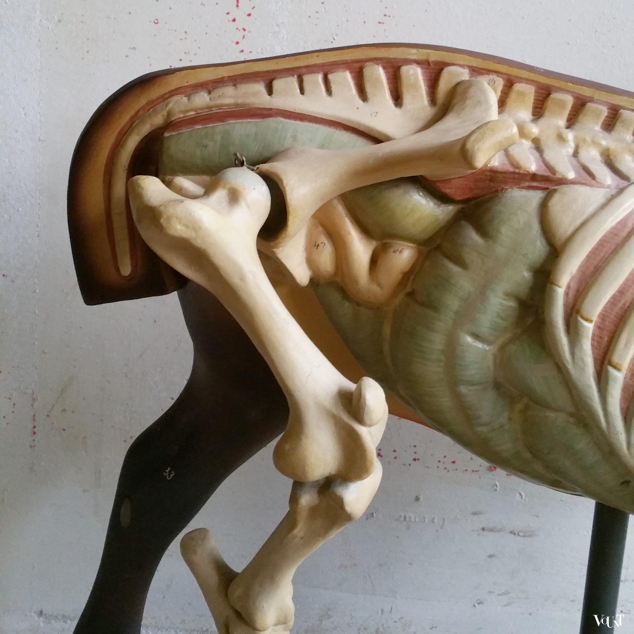 Antiek anatomisch model paard, ca. 1920