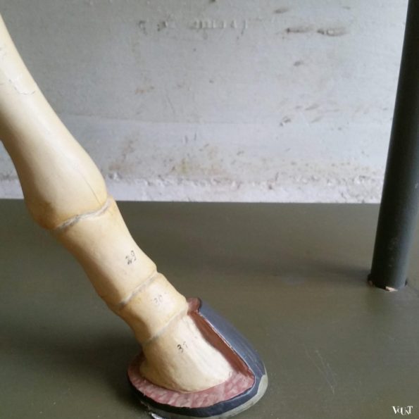 Antiek anatomisch model paard, ca. 1920