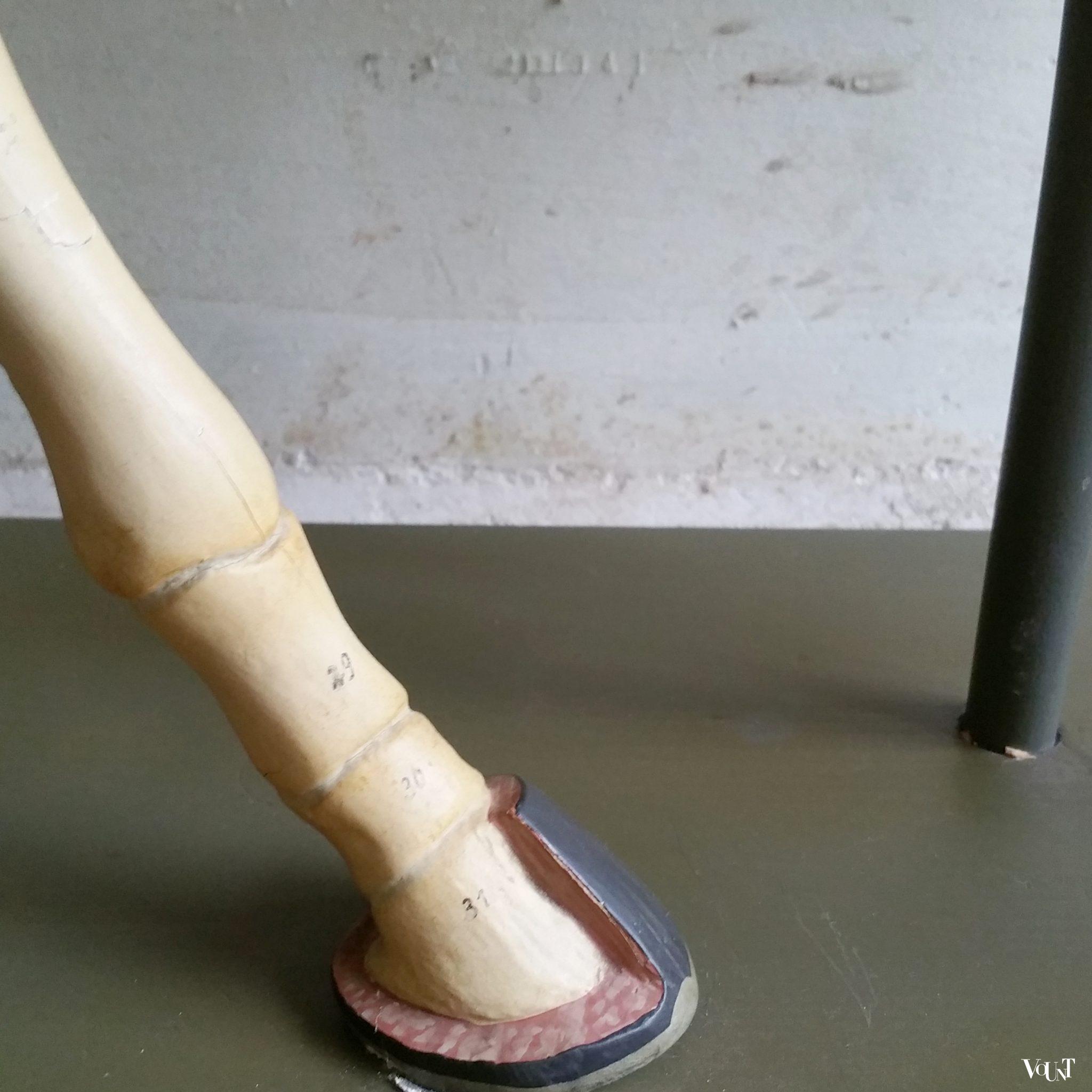 Antiek anatomisch model paard, ca. 1920