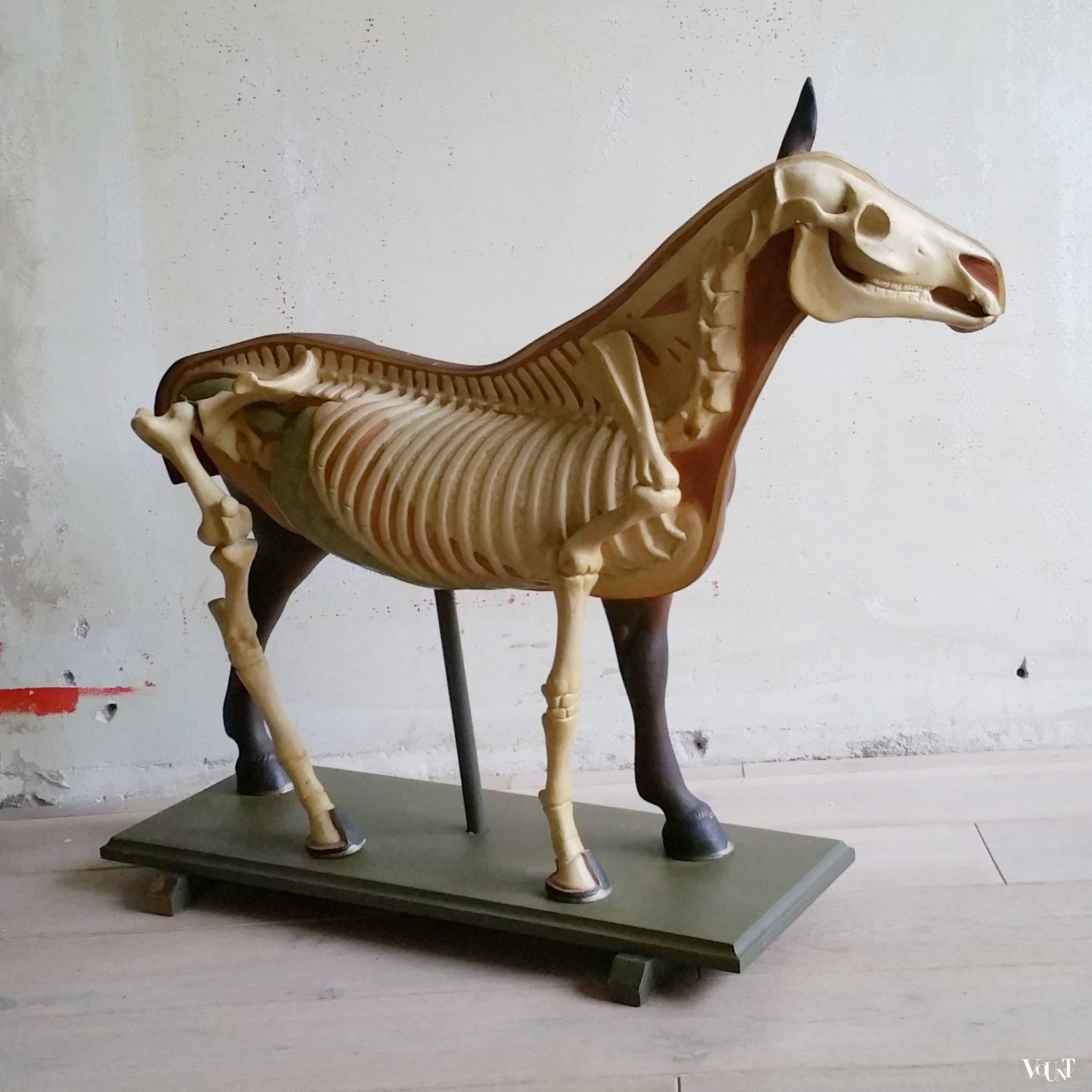 Antiek anatomisch model paard, ca. 1920