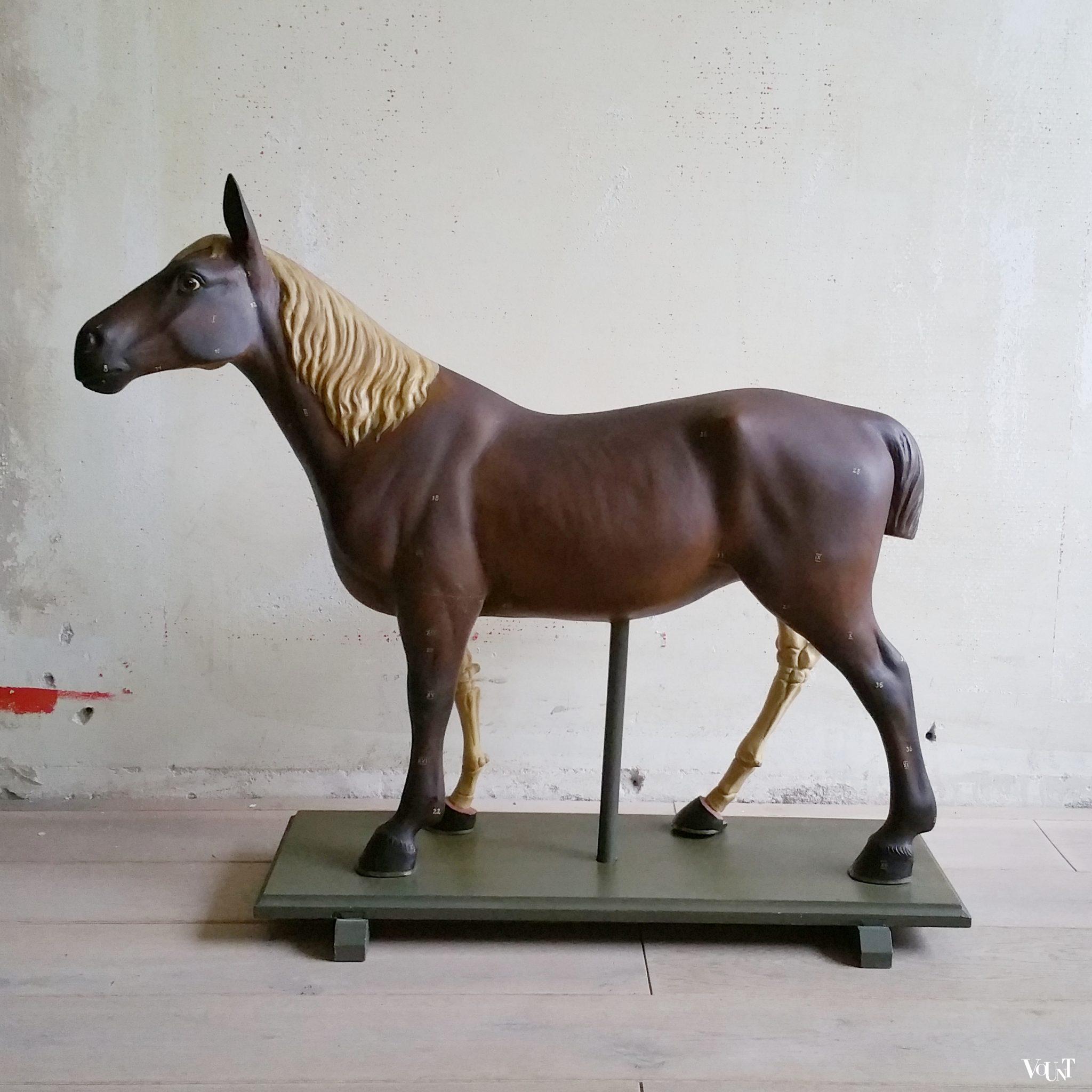 Antiek anatomisch model paard, ca. 1920