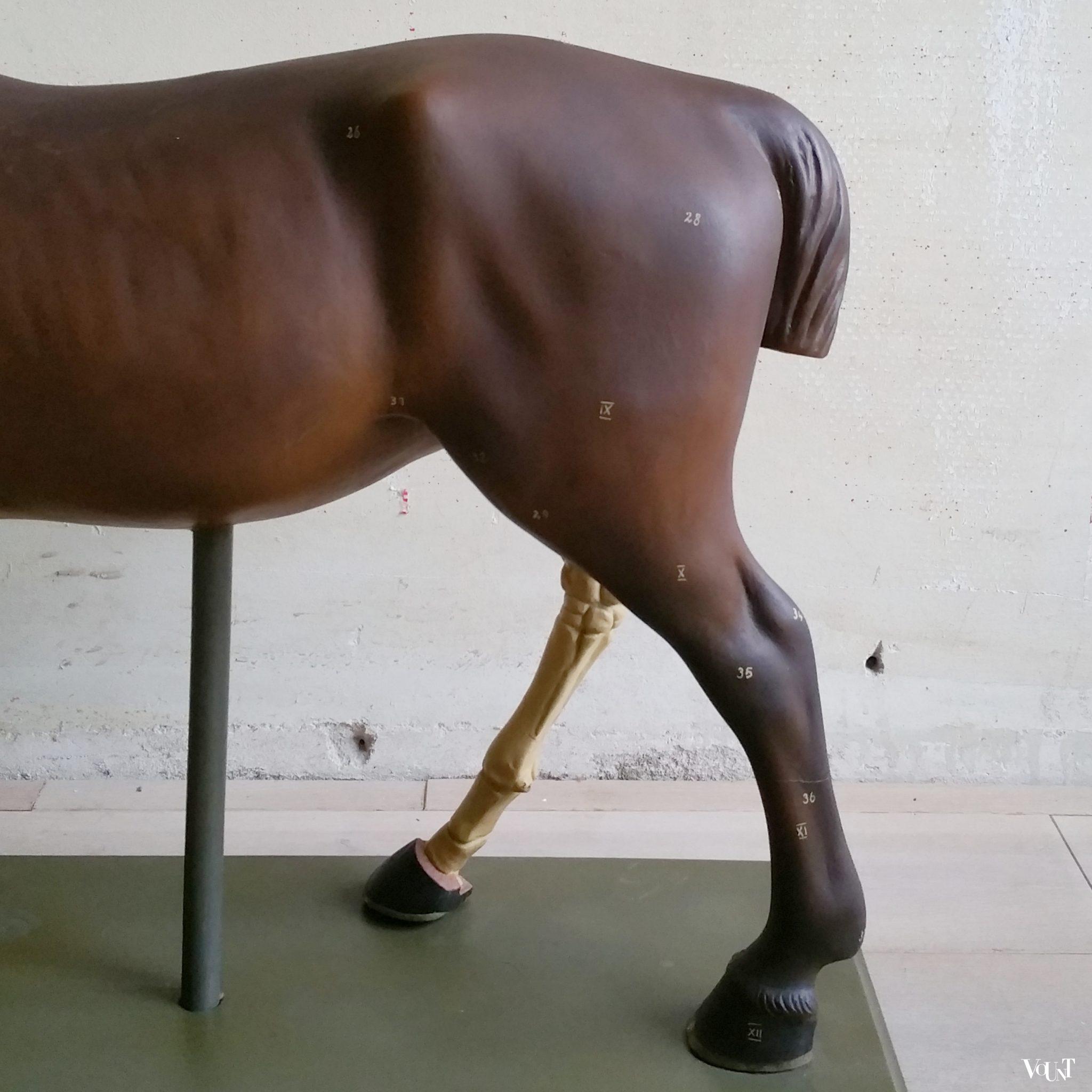 Antiek anatomisch model paard, ca. 1920