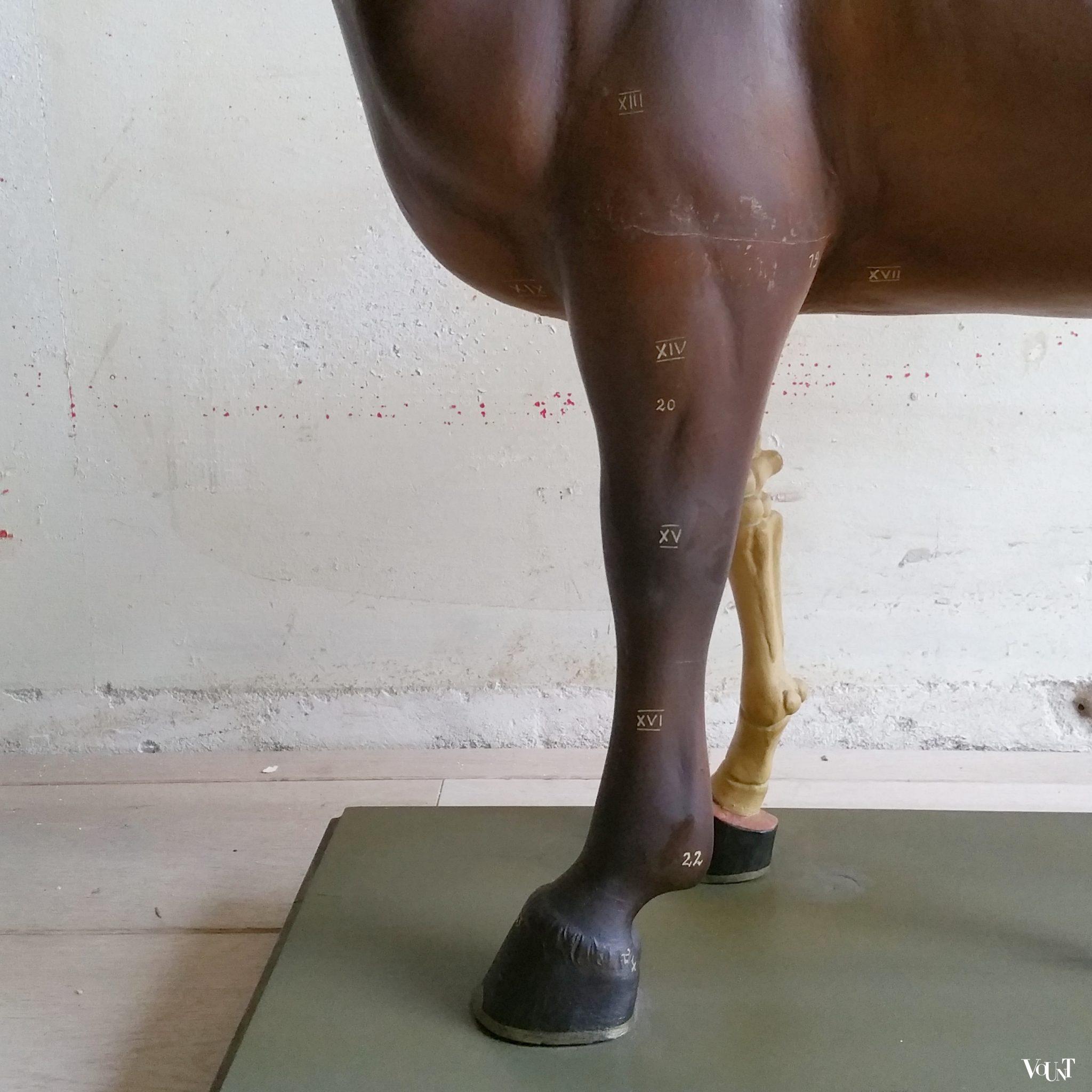 Antiek anatomisch model paard, ca. 1920