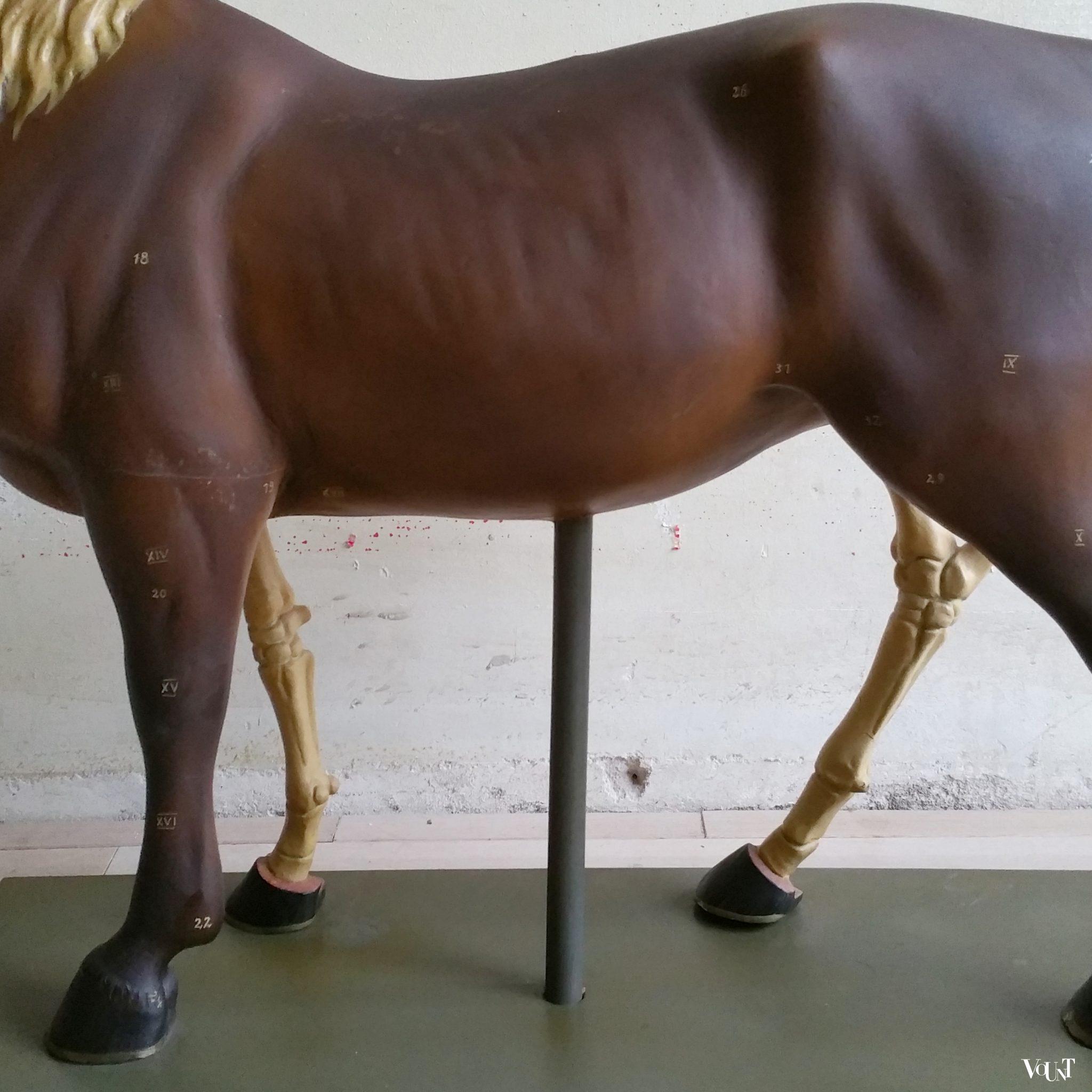 Antiek anatomisch model paard, ca. 1920
