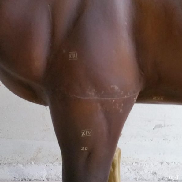 Antiek anatomisch model paard, ca. 1920