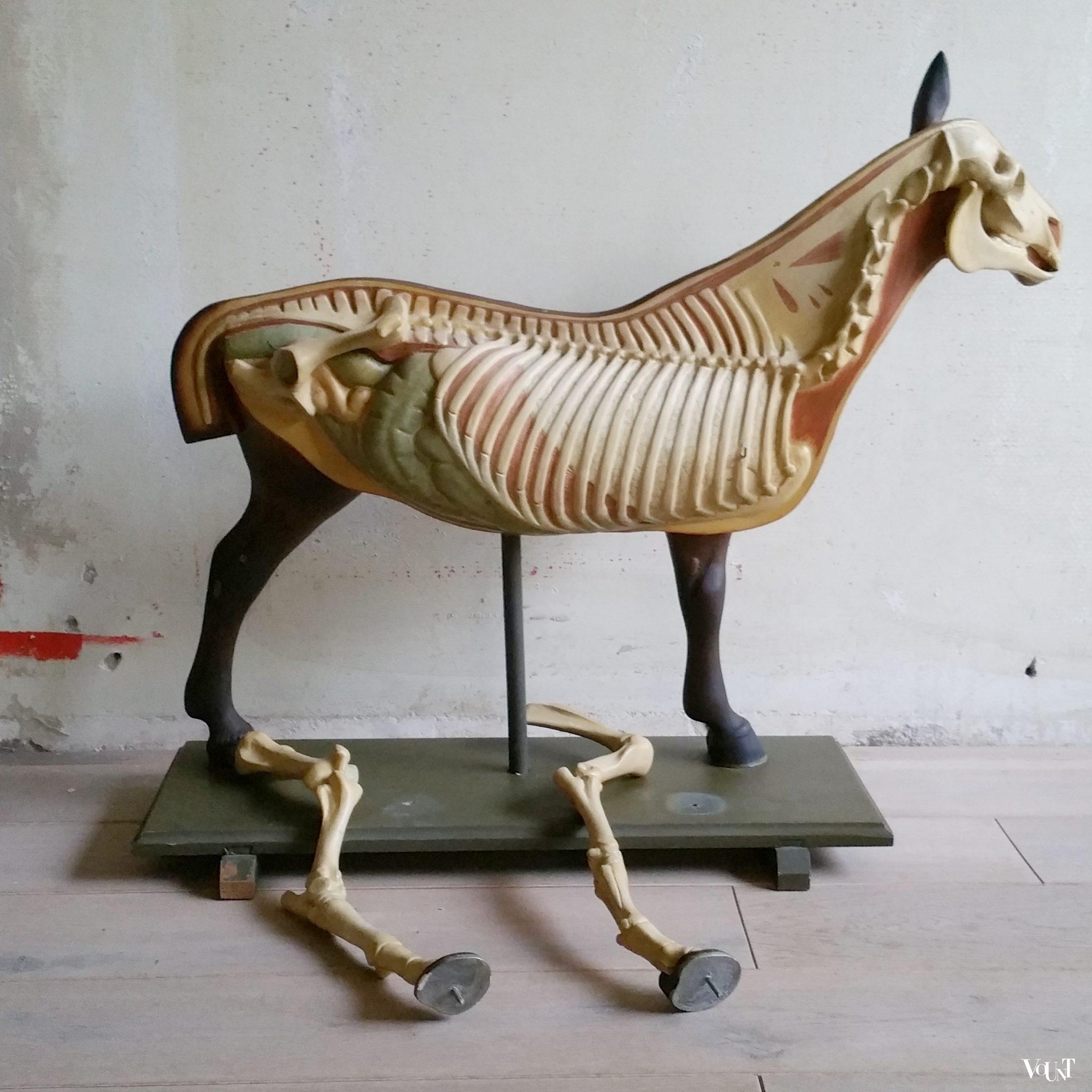 Antiek anatomisch model paard, ca. 1920