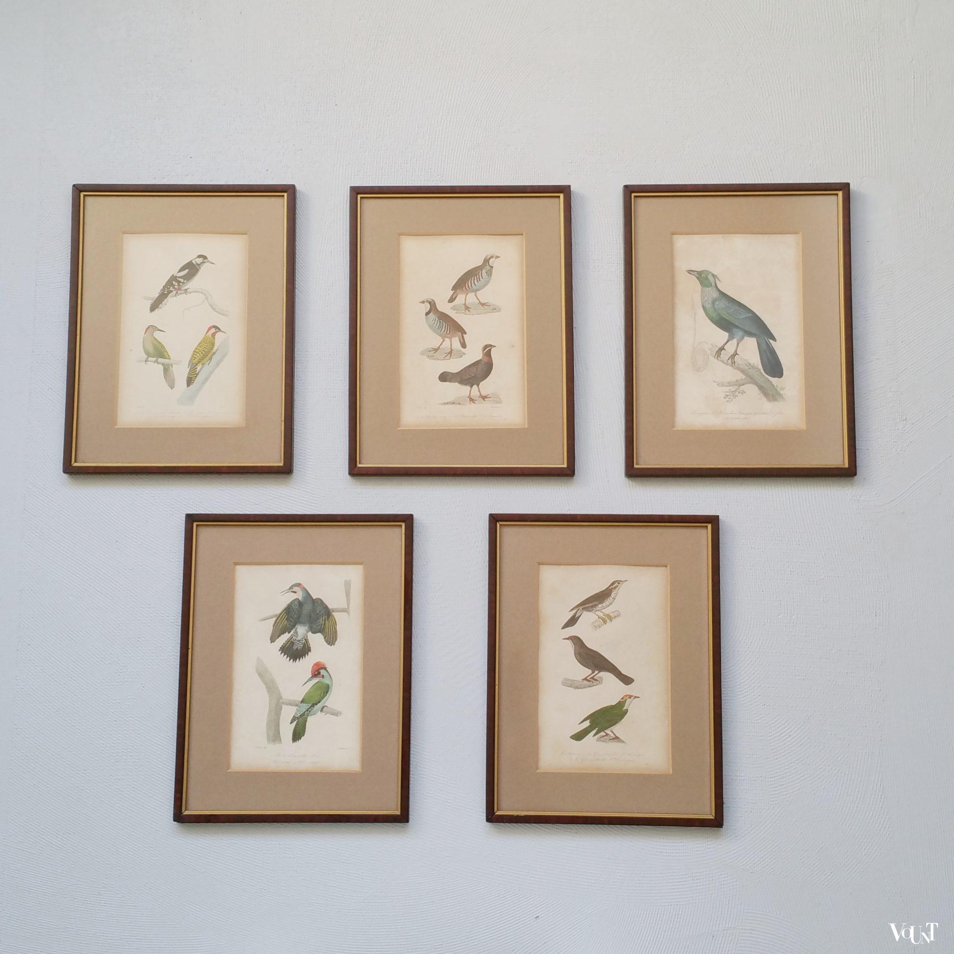 Set van 5 vintage vogelprints in houten lijstjes, jaren '60/'70