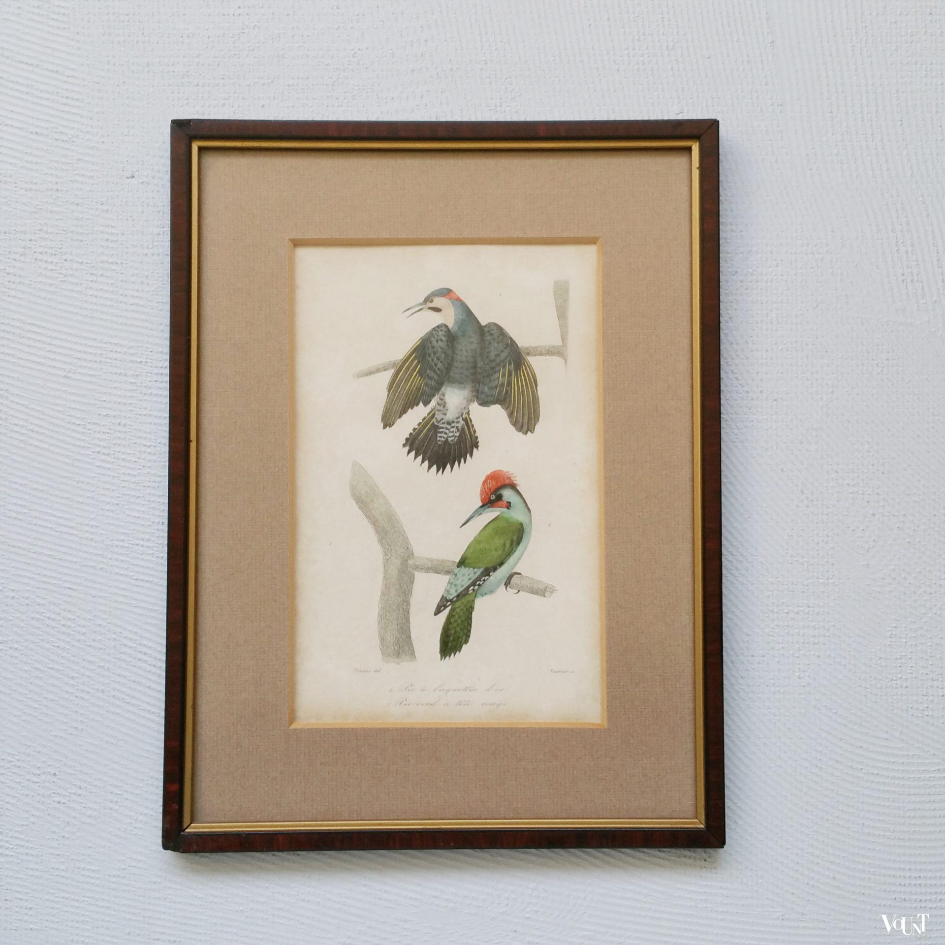 Set van 5 vintage vogelprints in houten lijstjes, jaren '60/'70