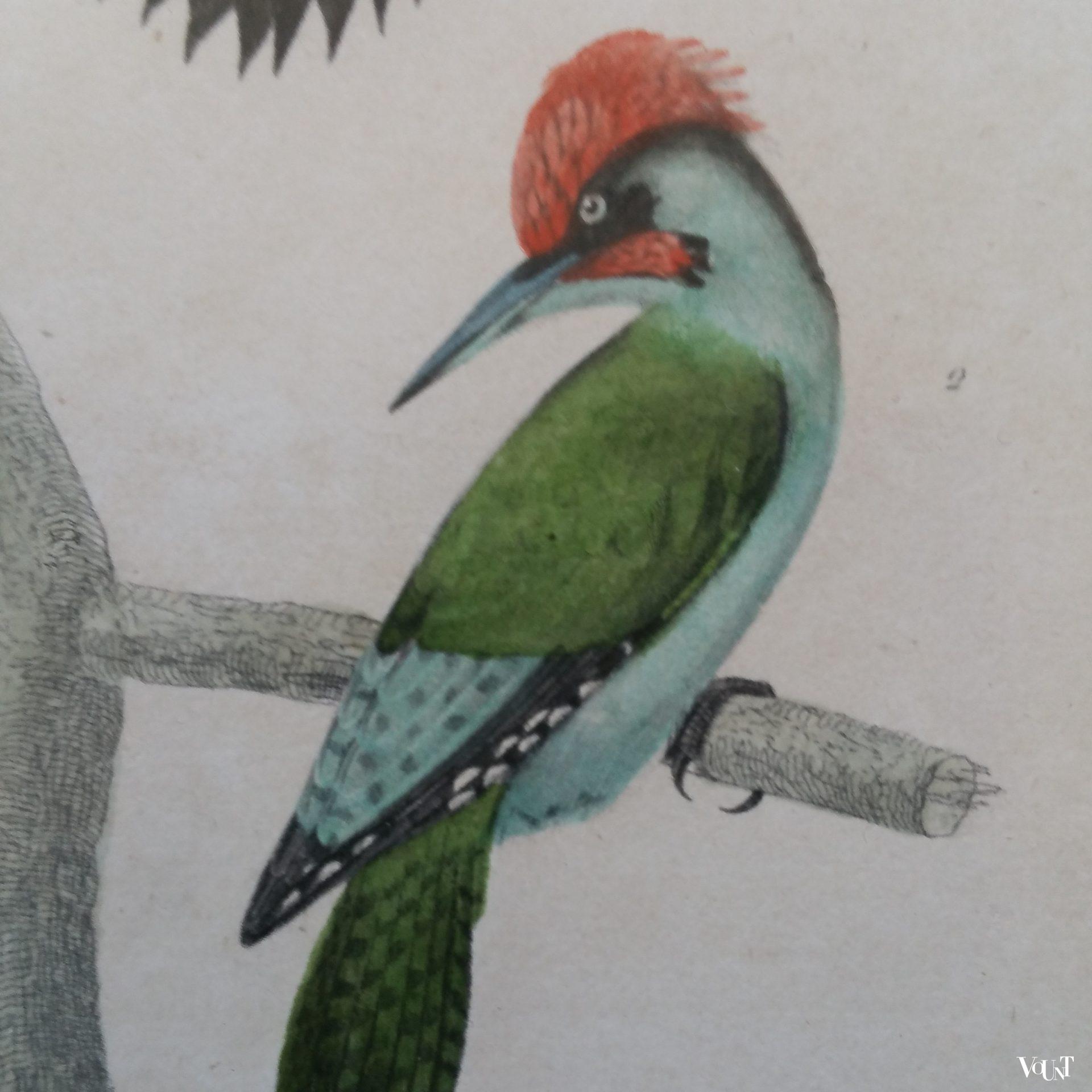 Set van 5 vintage vogelprints in houten lijstjes, jaren '60/'70