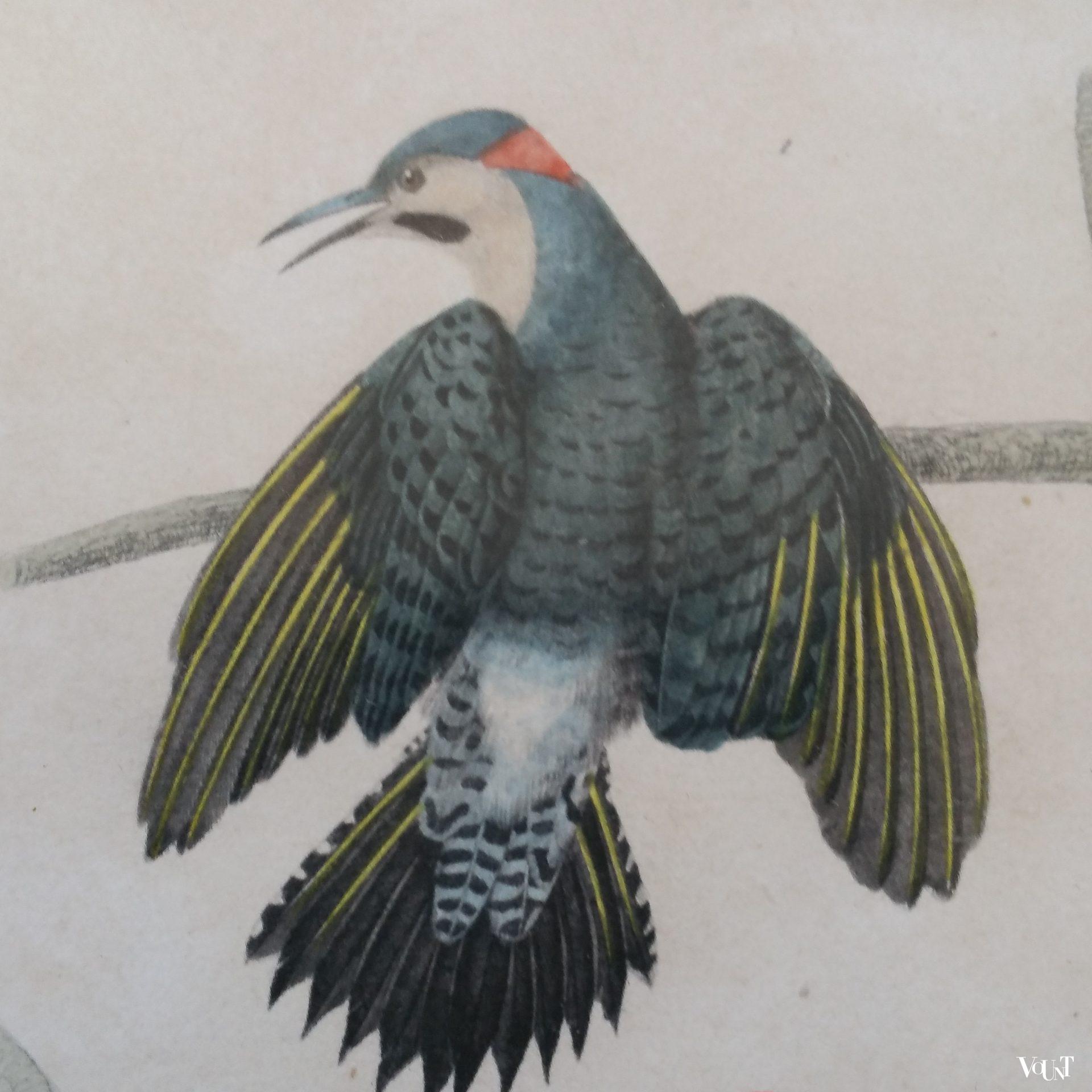 Set van 5 vintage vogelprints in houten lijstjes, jaren '60/'70
