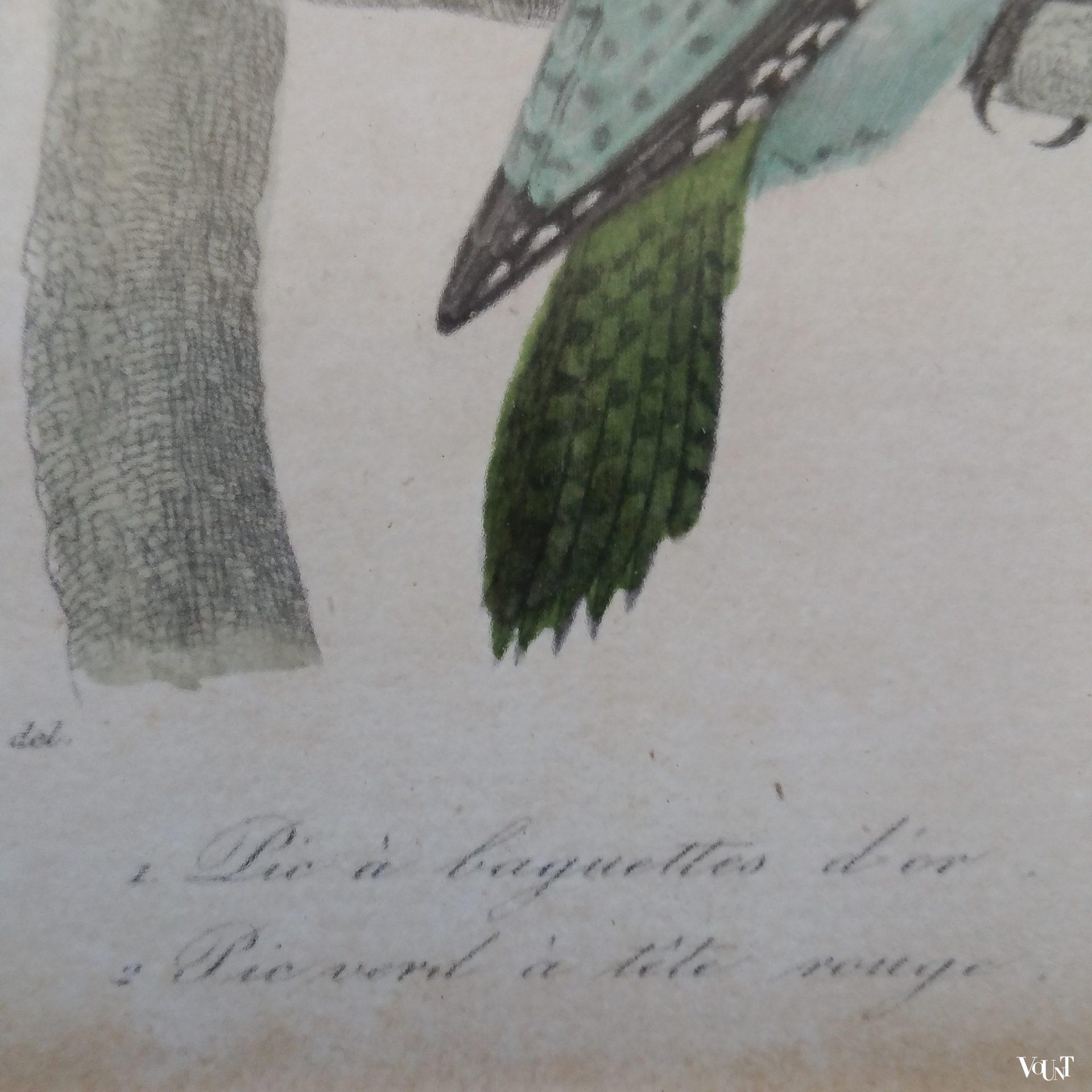 Set van 5 vintage vogelprints in houten lijstjes, jaren '60/'70
