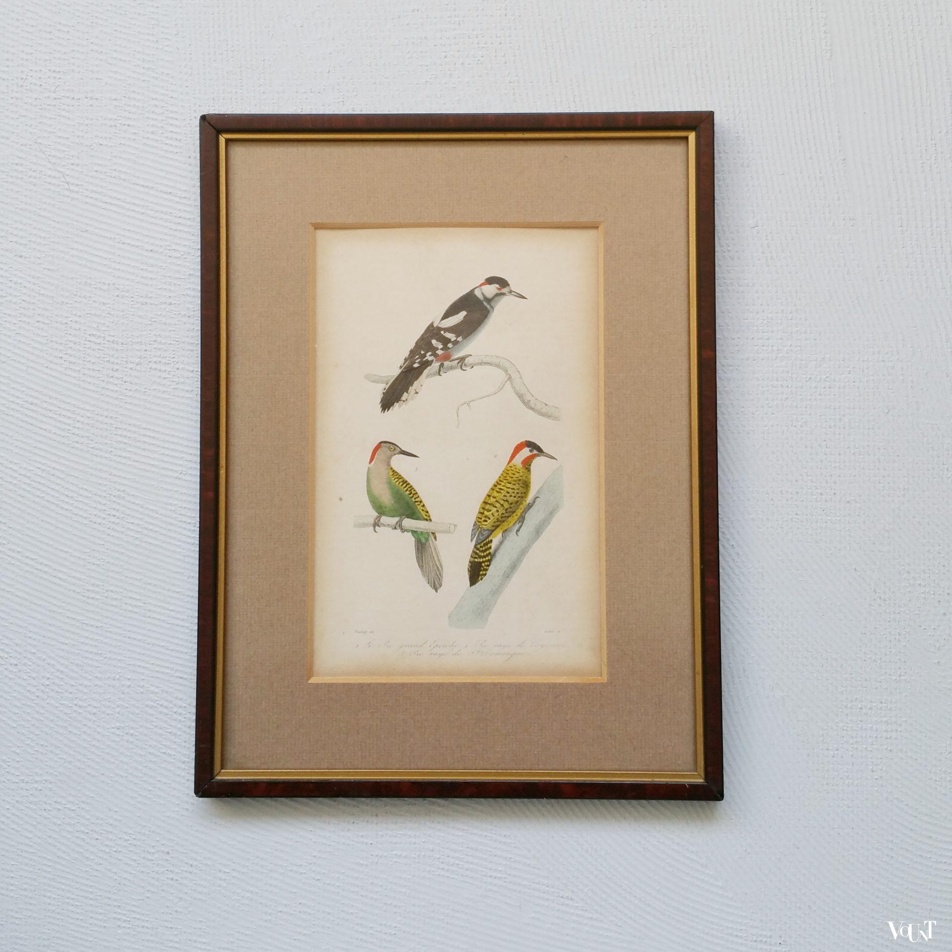 Set van 5 vintage vogelprints in houten lijstjes, jaren '60/'70