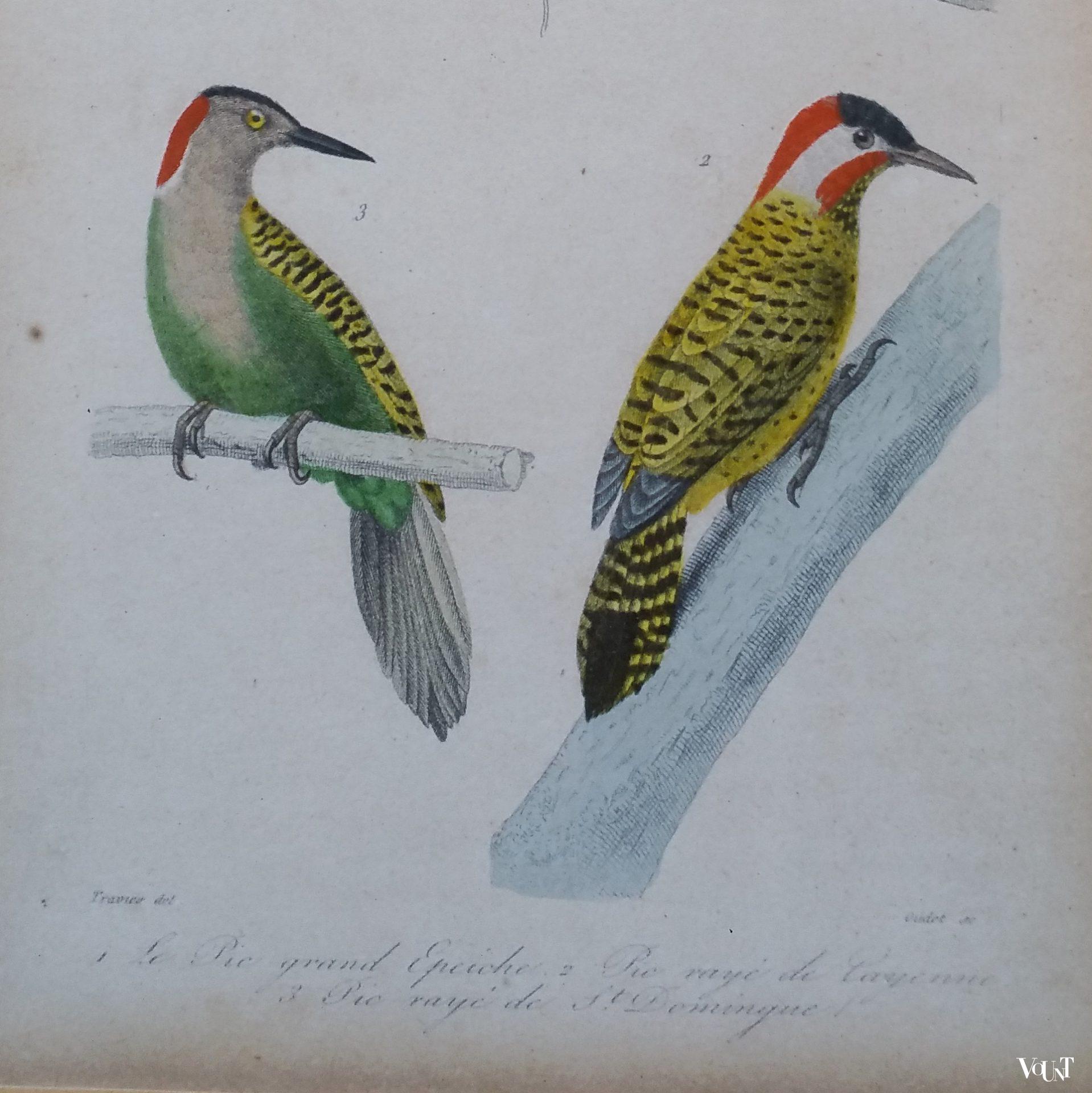 Set van 5 vintage vogelprints in houten lijstjes, jaren '60/'70