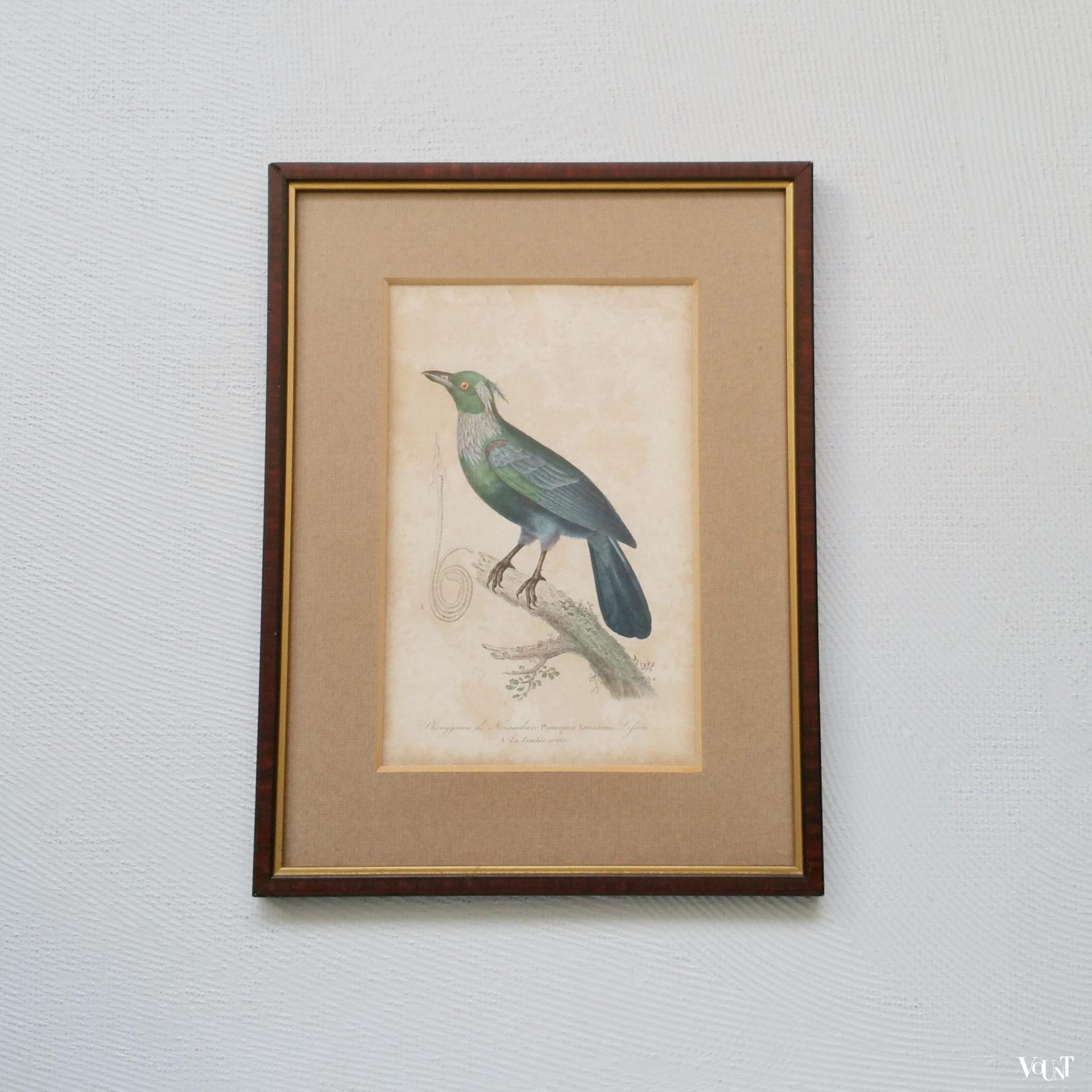 Set van 5 vintage vogelprints in houten lijstjes, jaren '60/'70