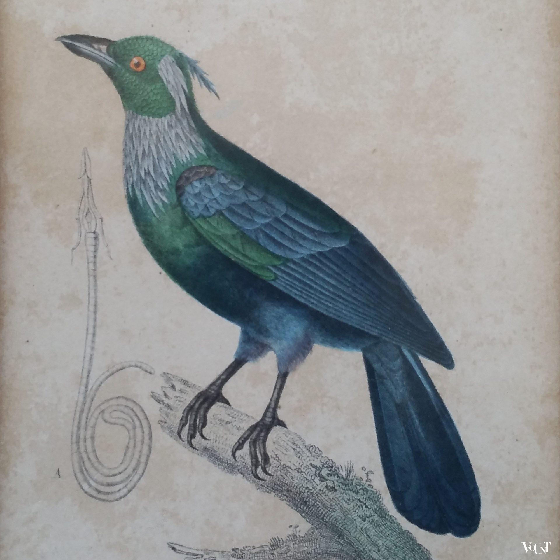 Set van 5 vintage vogelprints in houten lijstjes, jaren '60/'70