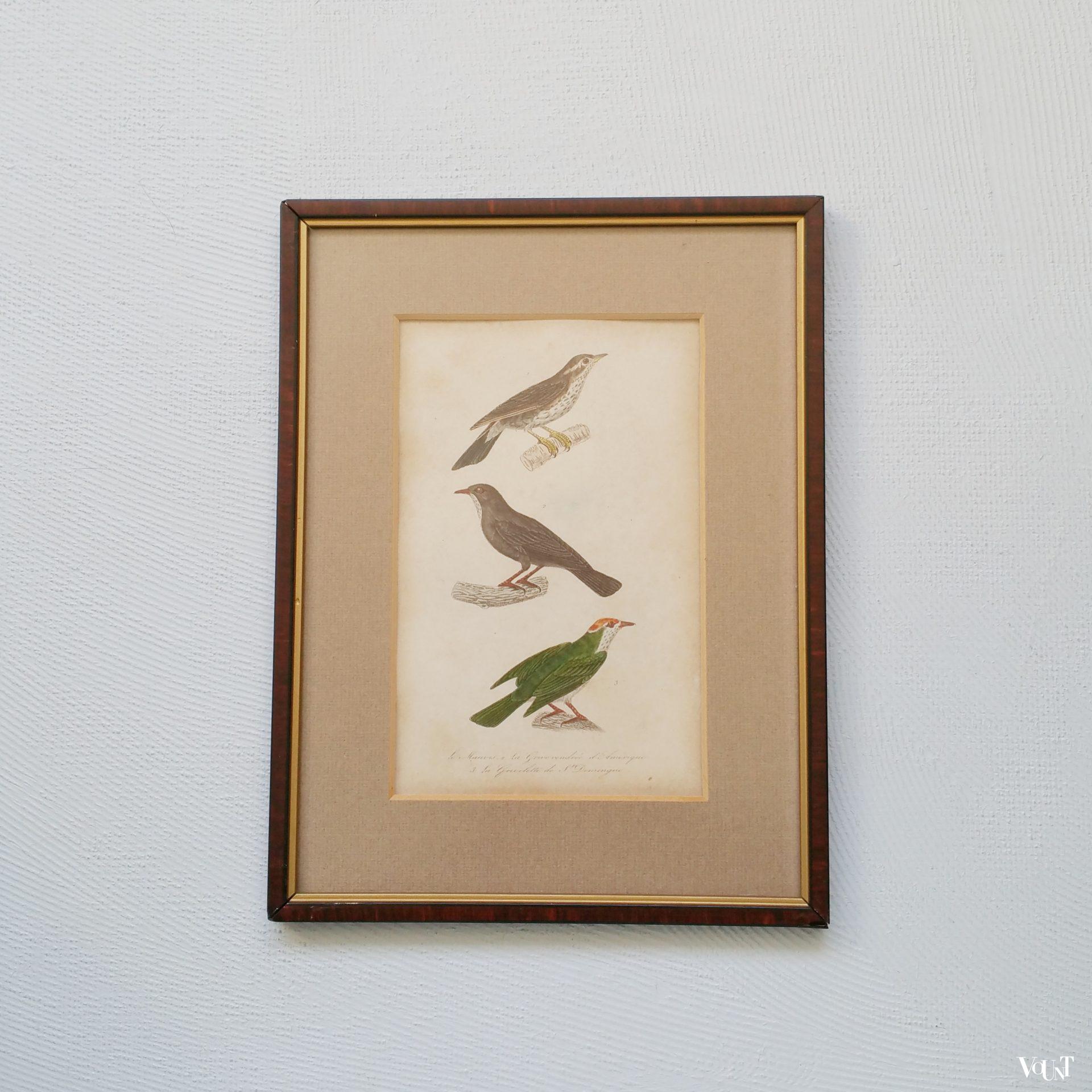 Set van 5 vintage vogelprints in houten lijstjes, jaren '60/'70