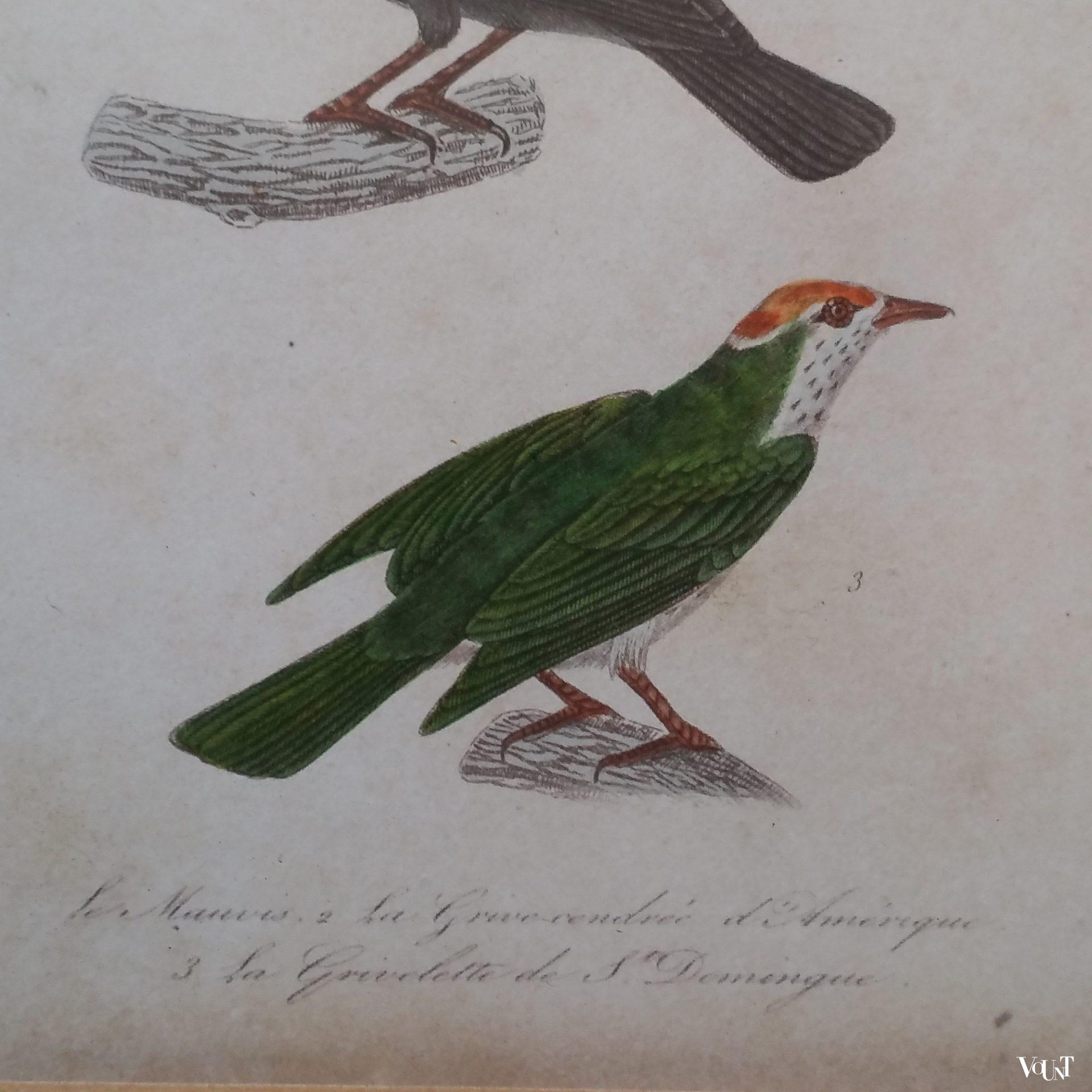 Set van 5 vintage vogelprints in houten lijstjes, jaren '60/'70