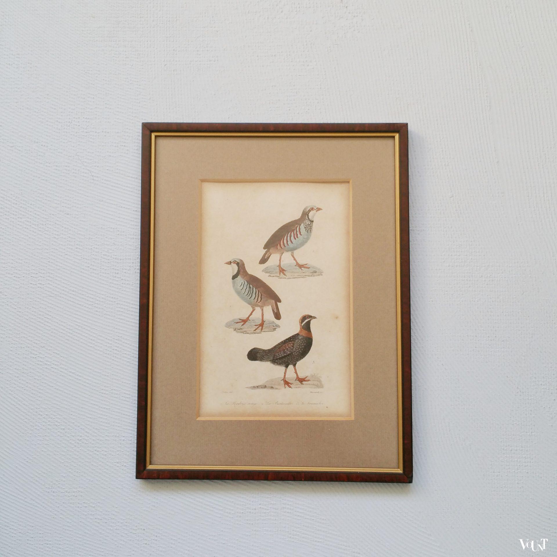 Set van 5 vintage vogelprints in houten lijstjes, jaren '60/'70