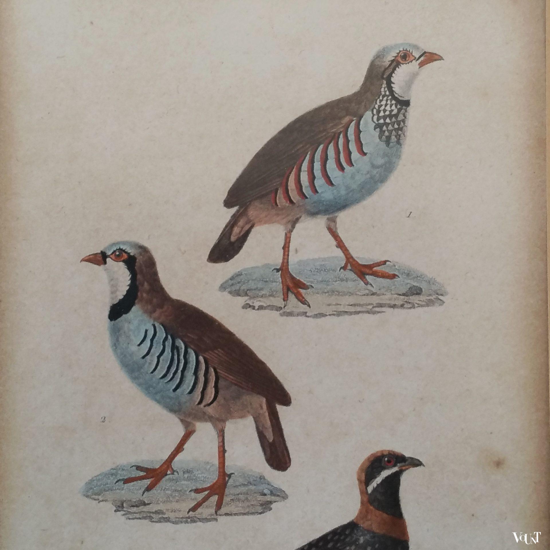 Set van 5 vintage vogelprints in houten lijstjes, jaren '60/'70