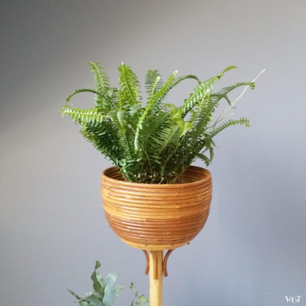 Rotan plantenstandaard voor 2 planten, jaren '60